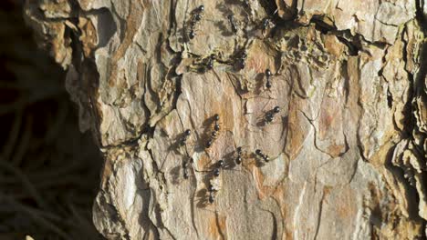 Silky-ants-move-on-the-nest,-anthill-with-silky-ants-in-spring,-work-and-life-of-ants-in-an-anthill,-sunny-day,-closeup-macro-shot,-shallow-depth-of-field