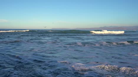 seabirds flying over waves in the ocean in california