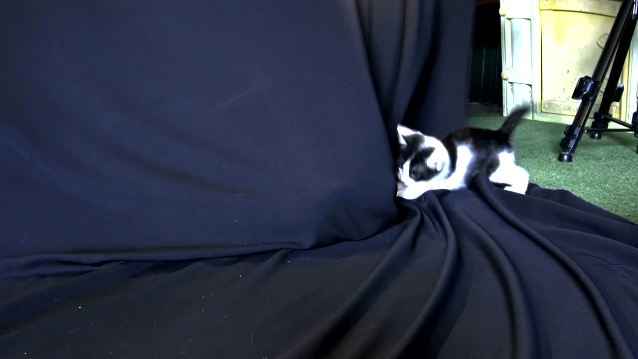 털이 많은 새끼 고양이들이 놀고 있습니다.