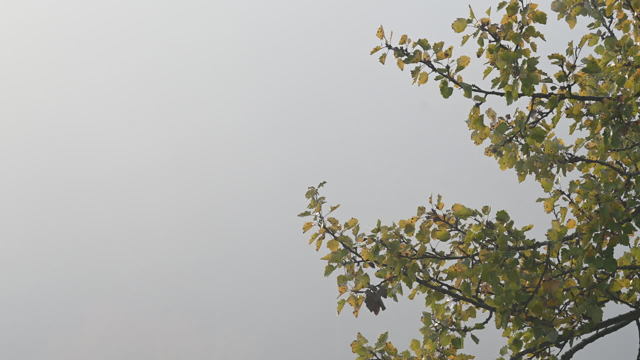 Foggy Autumn Morning with Tree Branches and Leaves