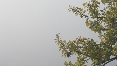 foggy autumn morning with tree branches and leaves
