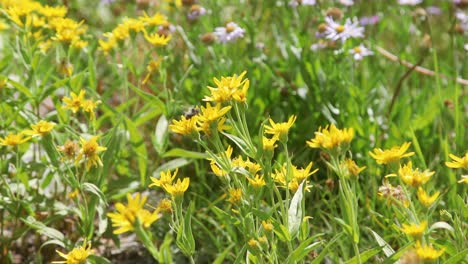 bee pollinating flower in field