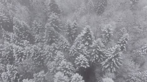 Aerial-top-down-view-of-fantasy-winter-forest-with-trees-covered-in-snow
