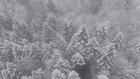 aerial top down view of fantasy winter forest with trees covered in snow