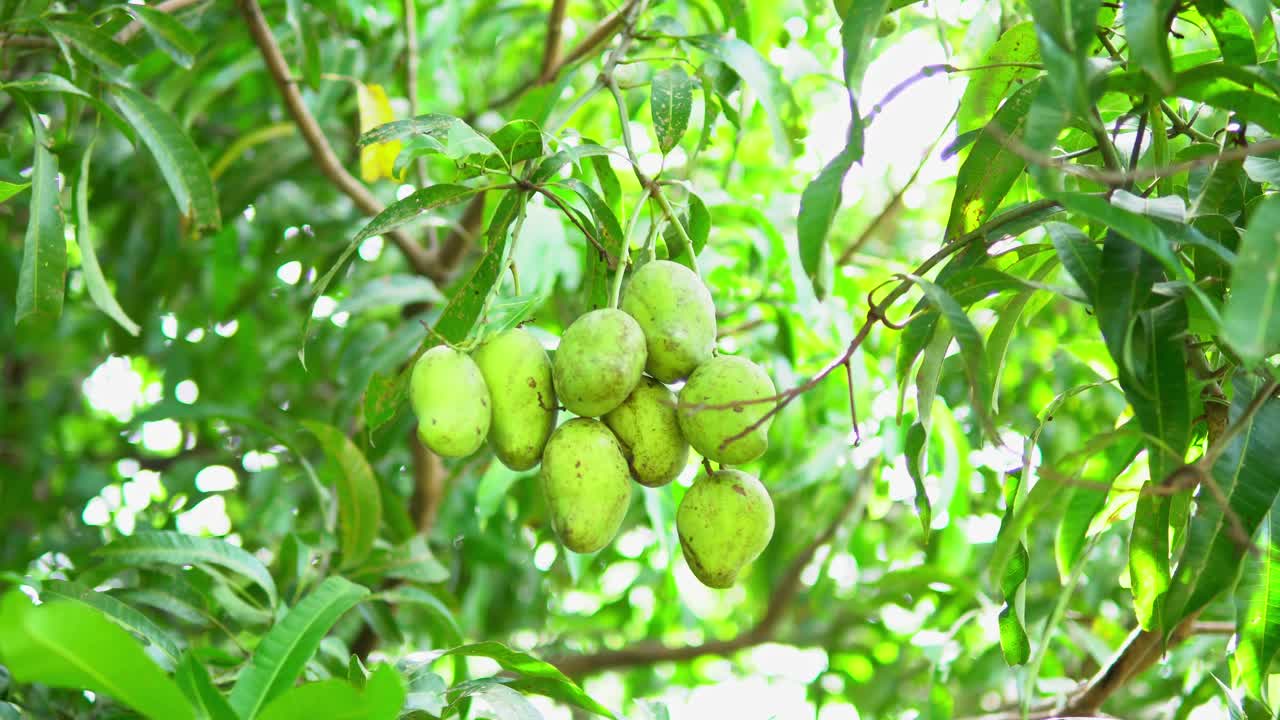 disfrute de la delicia tropical de nuestro video centrado en el mango, donde la suculenta dulzura y los vibrantes tonos de esta querida fruta ocupan el centro del escenario