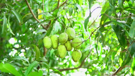 indulge in the tropical delight of our mango-focused video, where the succulent sweetness and vibrant hues of this beloved fruit take center stage