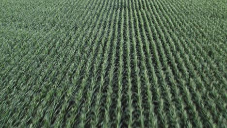 endless field of maize in green vibrant color, aerial fly back view