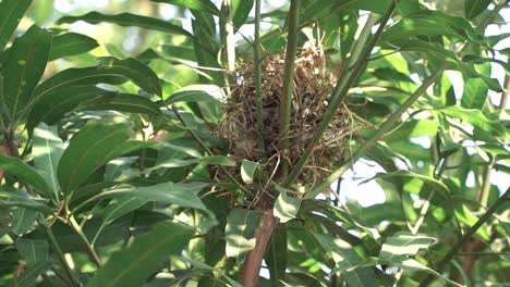 small bird "javan munia" approached and entered its nest in the lush green trees. estrildidae, lonchura leucogastroides