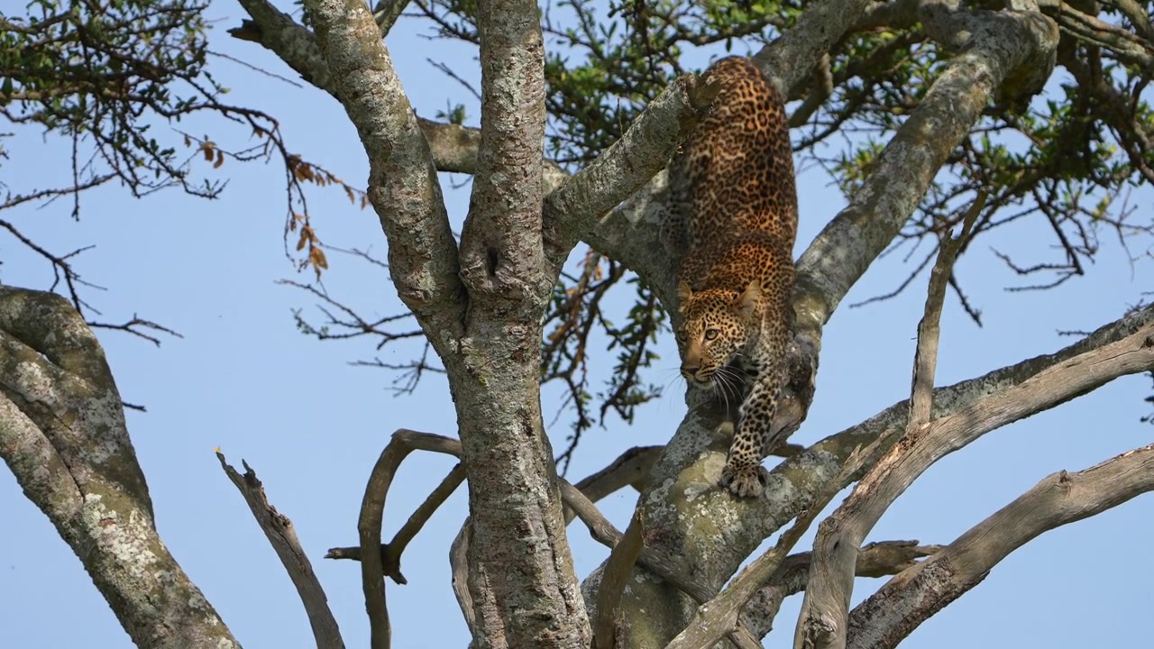 Afrika savanası Kenya'da, ağaçtaki avına ulaşmak için dallara atlayan leopar.