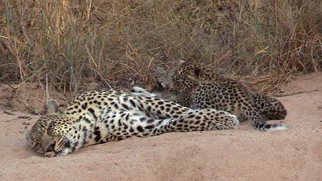 Female-leopard-rests-on-sandy-ground-as-playful-cubs-move-around-her