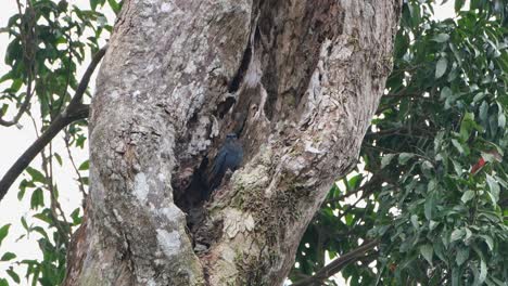 Seen-in-a-tree-looking-around-resting-during-day,-Blue-Rock-Thrush-Monticola-solitarius-Male