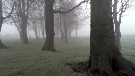 apocalipsis de cuento de hadas bosque arbolado moviéndose a través de árboles en una densa niebla atmosférica brumosa