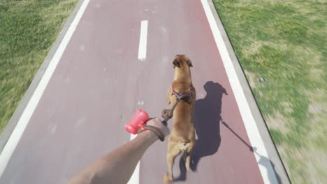 boxer dog running and pulling man on skate