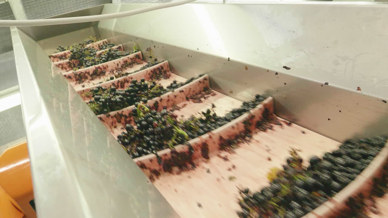 Red grapes on a conveyor belt for wine processing