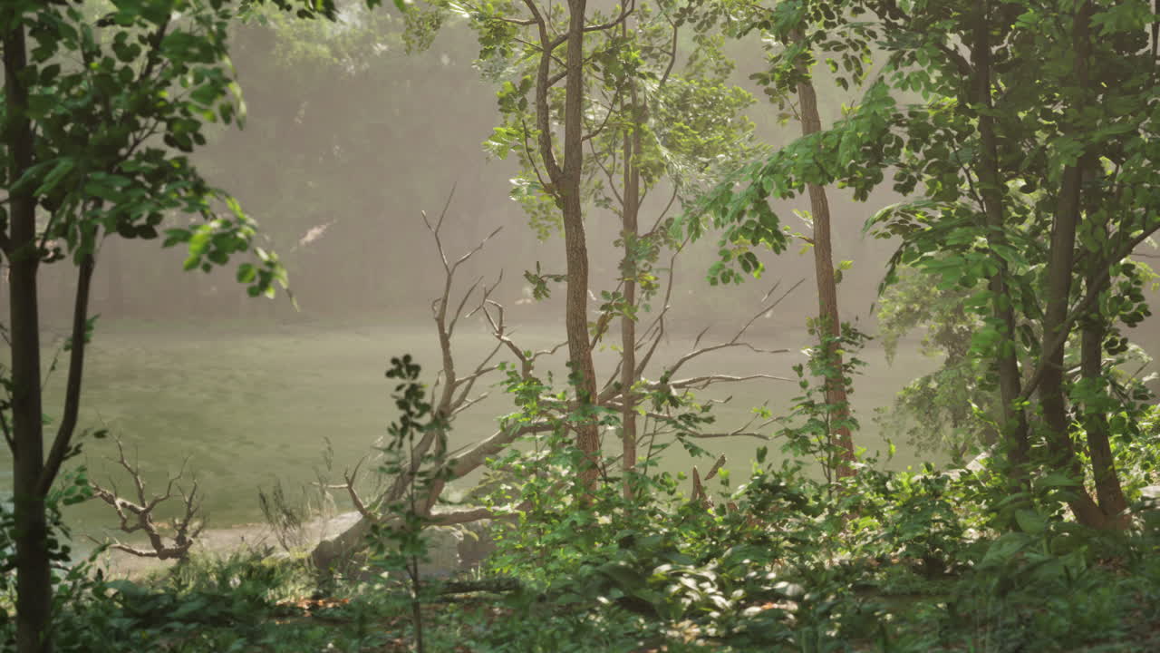 안개 와 호수 를 가진 조용 한 숲 장면