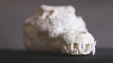 el impresionante cráneo de un cocodrilo del nilo con dientes afilados