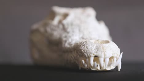 impressive skull of a nile crocodile with sharp teeth