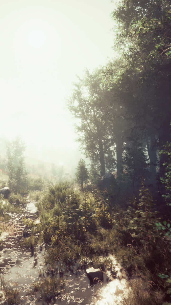 A path through a foggy forest