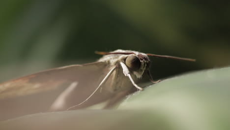 theretra latreillii isolated on bokeh background