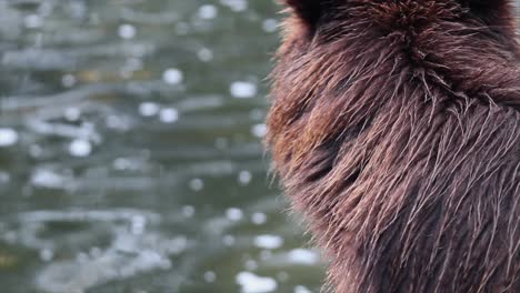 Close-up-Shaggy-Grizzly-bear-eats-salmon-fish