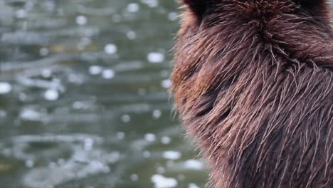 close up shaggy grizzly bear eats salmon fish