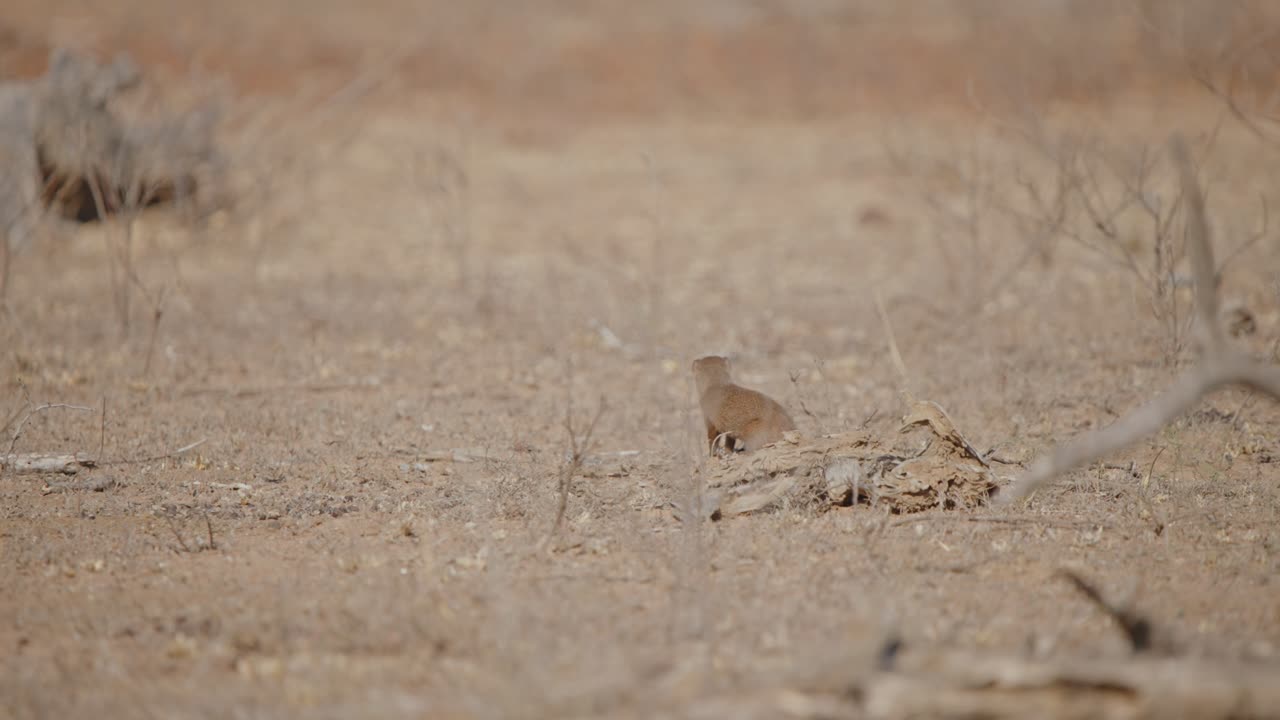 Rearview of Dwarf mongoose looking around and darting head to the side as it runs away, telephoto compression