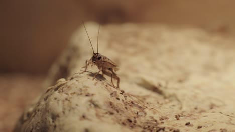 a cricket moves along an enclosure and interacts with two others