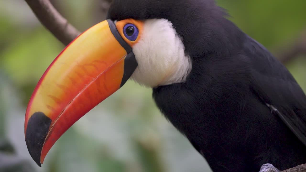 Close-up de um tucano-toco coçando o peito em câmera lenta.