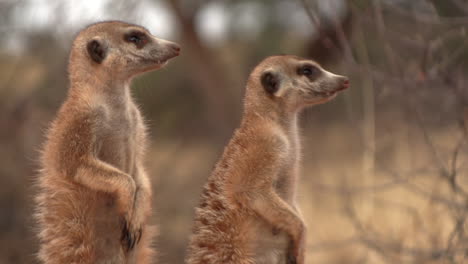 close up of two meerkats standing upright and scanning the area for danger