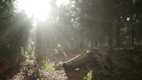 Light-shining-down-in-nature