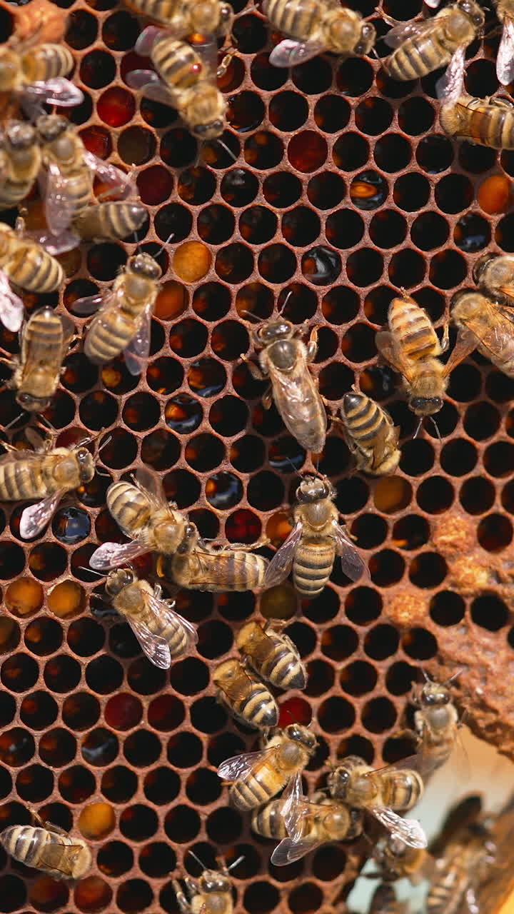 Natural organic honey bees making. Close up of agriculture beekeeping