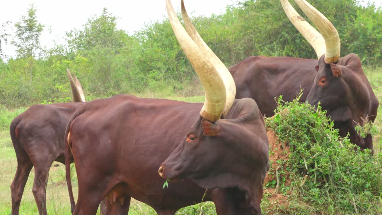 Filmato ravvicinato della razza africana di bovini domestici Ankole-Watusi. Deriva dal gruppo Ankole di razze bovine Sanga dell'Africa orientale e centrale.