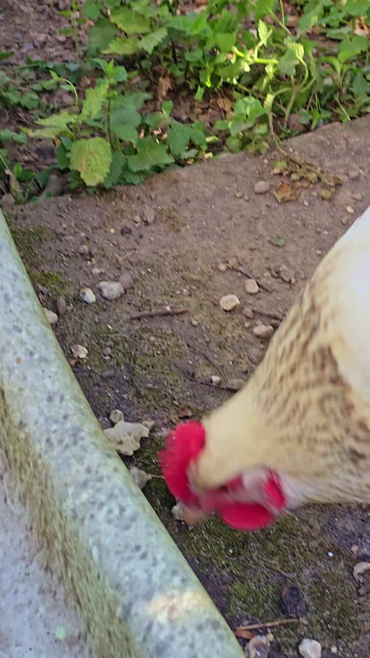 Una gallina frota su cabeza en la tierra antes de salir del encuadre.