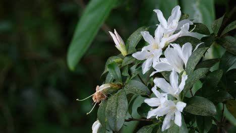 la cámara se aleja revelando estas flores silvestres blancas de un árbol en lo profundo del bosque, tailandia
