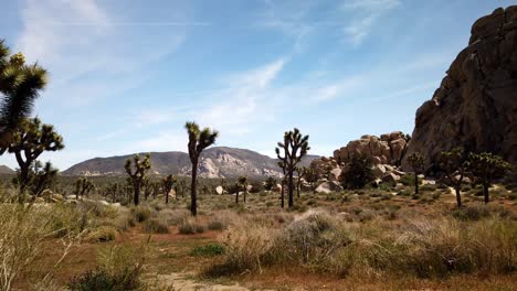 time lapse of a field of joshua trees and some hikers at joshua tree national park