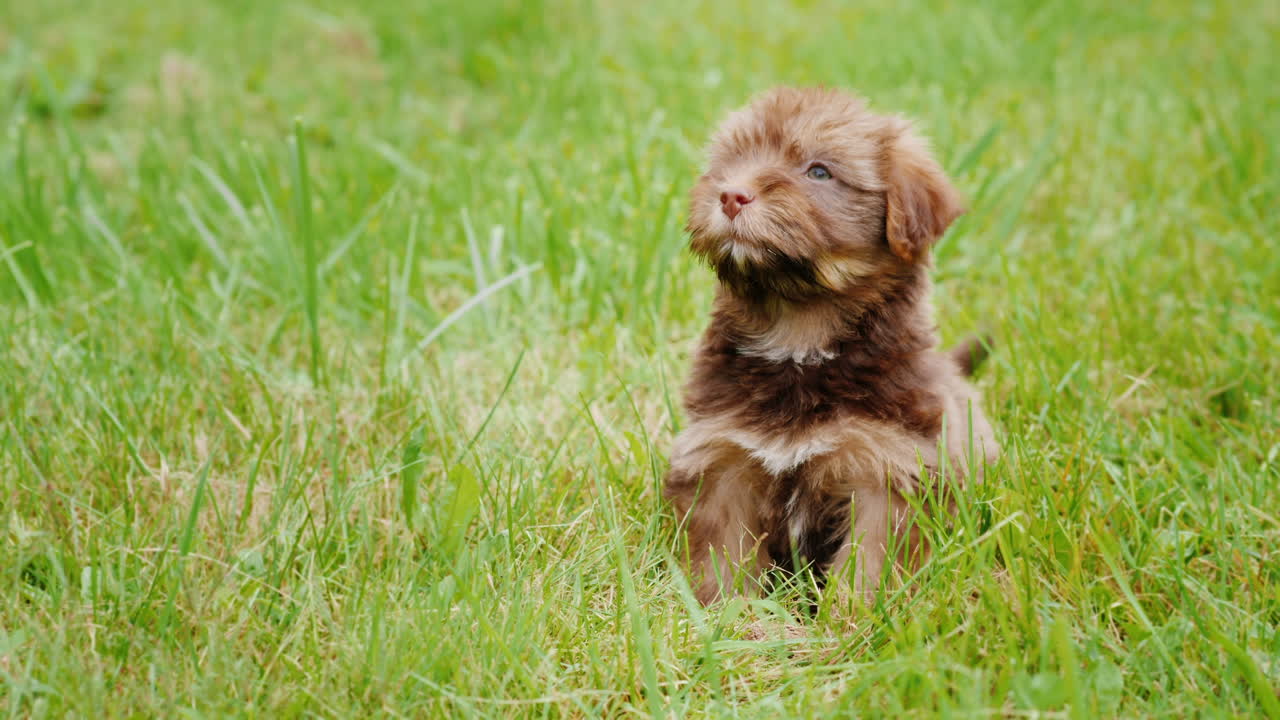 cachorro bichón habanero