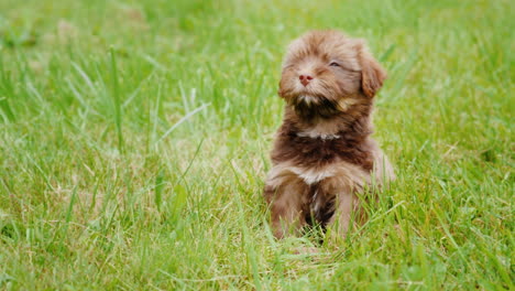 havanese puppy