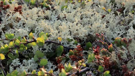 arctic tundra lichen moss close-up. found primarily in areas of arctic tundra, alpine tundra, it is extremely cold-hardy. cladonia rangiferina, also known as reindeer cup lichen.