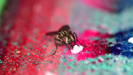 Eine-Stubenfliege,-Die-Sich-Von-Essensresten-Auf-Einer-Tischdecke-Ernährt