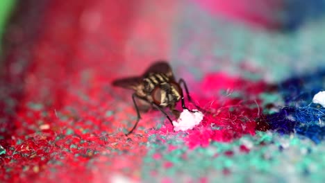 una mosca doméstica alimentándose de las sobras en un mantel