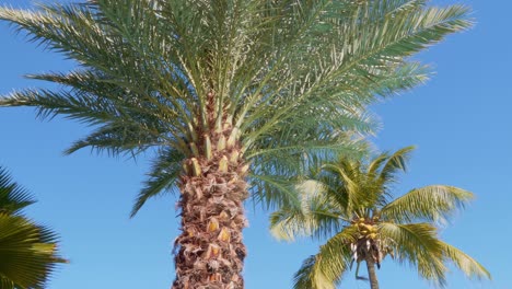 beautiful coconut palms. low angle handheld