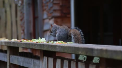 un primer plano de una ardilla comiendo restos de comida