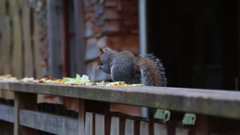 a close-up of a squirrel eating some leftover food