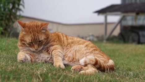 orange cat laying in grass in the garden on a sunny summer day, licking and cleaning its back and face, always aware and alarmed of its surroundings