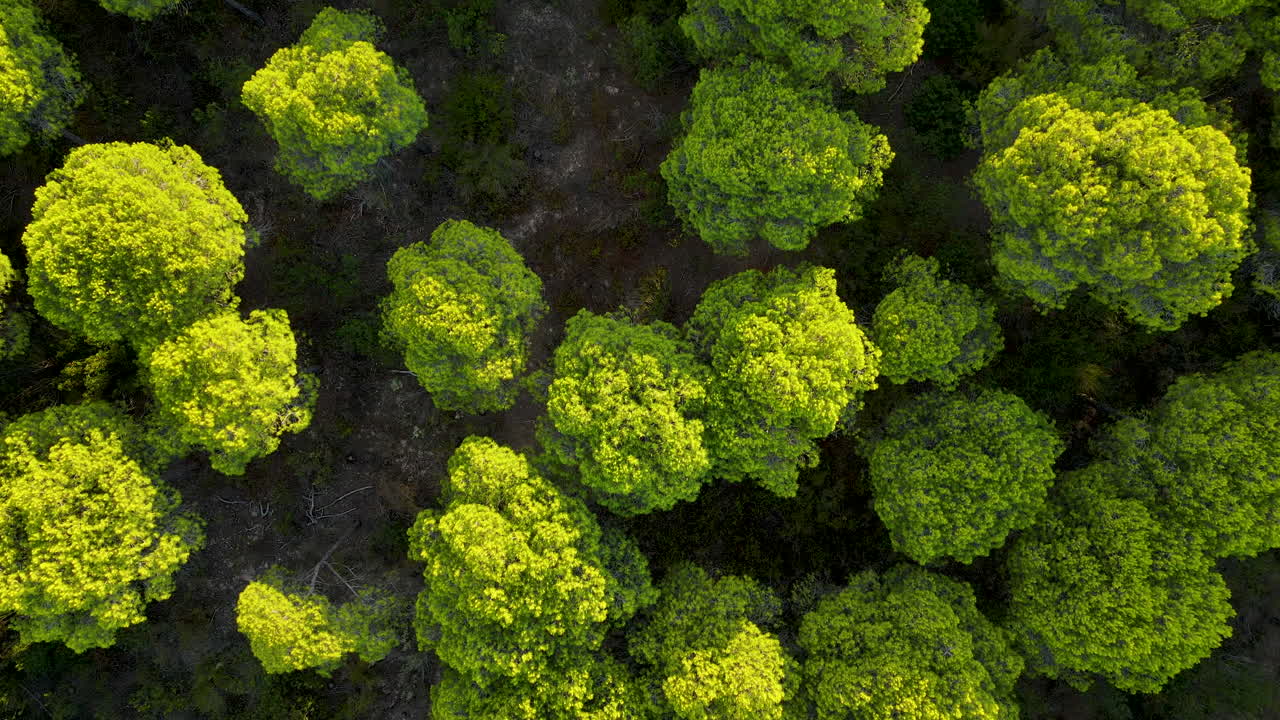follaje verde brillante de las copas de los pinos de piedra al atardecer en el bosque cerca de el rompido, españa