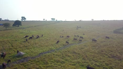 Ganado-Ankole-watusi-Pastando-En-Las-Tierras-De-Cultivo-De-Uganda---Toma-Aérea-De-Drones