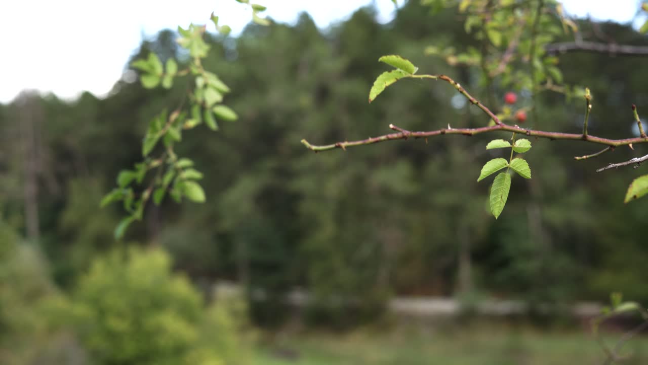 부시 지점에서 외로운 야생 장미 엉덩이 따기 여자 손