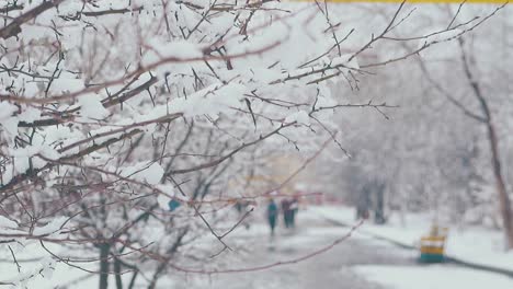 thick-snow-layer-melts-lying-on-tree-branch-against-park