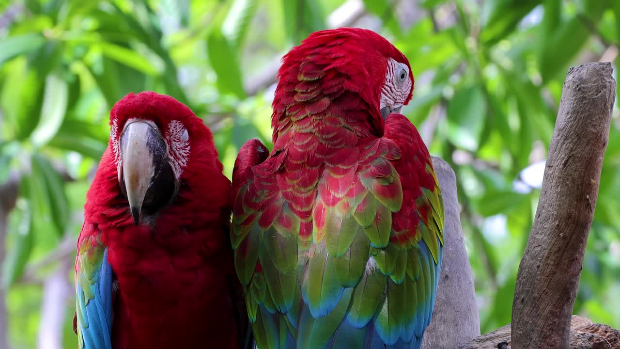 Two green-winged macaws rest closely on a branch in bright, natural daylight, lush background