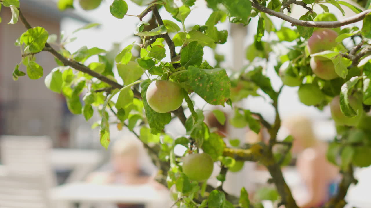 Mele verdi Granny Smith, mela appesa, rami d'albero, alberi da frutto, frutti in crescita, pere, verdure, vegetazione, sano, estate, bacche, sidro, cucina, torta, succo, impollinazione delle api, seme, applejack selvatico, sole